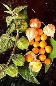 Pin Von Maria Jaime Freitas Auf Cizokrajne Dreviny Pflanzen Physalis Pflanzen Garten Bepflanzen