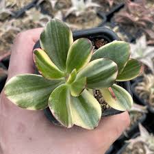 Image result for Crassula alba