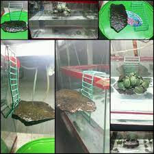 Diy Turtle Dock Turtle Dock Turtle Habitat Pet Turtle