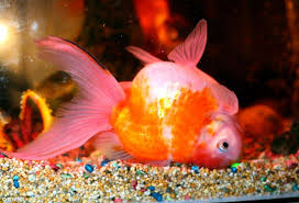 Swim Bladder Disease K O I