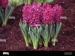 Image result for Hyacinthaceae