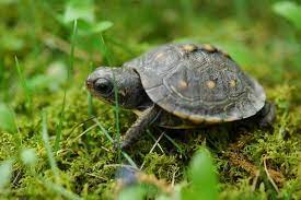 From Egg To Baby Box Turtle Breeding Tips And Tricks Box Turtle Site
