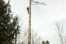 Armstrong Tree Services