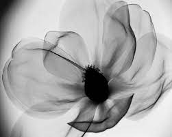 Magnolia Xray This Would Be Pretty Across The Foot For A Tattoo Tattoo Magnolia Tattoo Tattoos Negative Tattoo