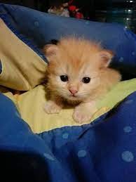At pet air we strive to provide affordable, professional animal transportation in the most convenient way for our customer and their pets. Pet Pick Up And Drop Off Transport Taxi At Imus City Imus Calabarzon Cavite Pet Transport Petbacker