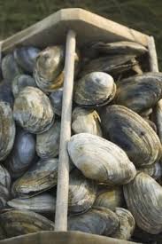 Is it safe to eat clams? How To Clean Clam Oyster Shells Found On A Beach How To Clean Clams Oysters Clams