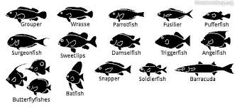 Identifying And Recognizing Fishes Ocean Animals Fish Shapes Body Shapes