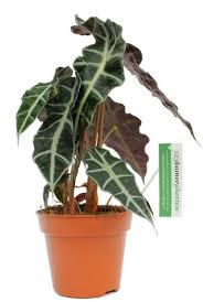 We did not find results for: Alocasia Elefantenohr Pflege 123zimmerpflanzen