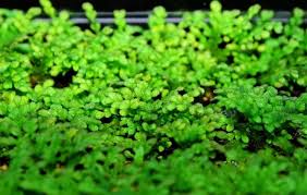 Image result for Elatine