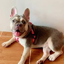 The breed is the result of a cross between toy bulldogs imported from england. French Bulldog Stud Lilac Tan Quad Home Facebook