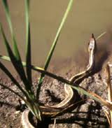 Thamnophis elegans gigas fitch, 1940. Giant Garter Snake The Natomas Basin Conservancy