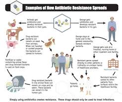 This Flowchart Explains Where Antibiotic Resistance Comes From Antimicrobial Resistance Antibiotic Bacteria