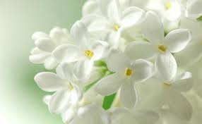 The elegant, white flowers look exceptionally beautiful against the dark, green foliage of the plant. Beautiful Flowers White Flowering Plants Plants With White Flowers