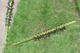 Image result for Paspalum notatum