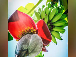 What flowers do we eat. W32orblyl7zxnm