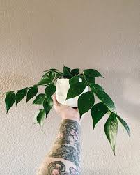 Dj Steinmetz On Instagram Hoya Polyneura Growing So Lush This Mother Plant Has Given Me So So Many Propagations That I Ve B In 2020 Mother Plant Plants Garden Trees