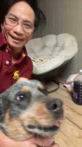 Anyone missing this pup?