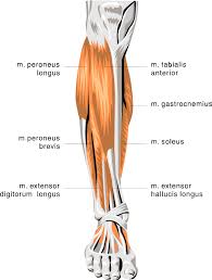 Anatomy Lower Leg Muscles Medical Anatomy Muscle Anatomy Lower Leg Muscles Png Html