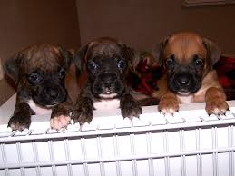 Ask questions and learn about boxers at nextdaypets.com. Boxer Puppies 4 Weeks Old 3 Females Peeking Over The Side Flickr