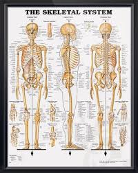 A section of his bone, muscle and skin were damaged beyond repair and need to be totally you have been hired as biomedical engineers to help print bone, muscle and skin grafts for bill. The Skeletal System Chart 20x26 Human Skeleton Anatomy Human Skeletal System Skeletal System Anatomy