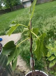 The signs of overwatering and underwatering plants are often very similar. Help New Fig Trees Not Doing Well Ourfigs Com