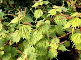 Image result for Boehmeria