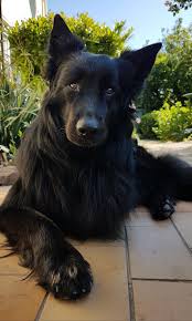 Pin By Kyla On Mein Altdeutscher Schaferhund Neo In 2020 German Shepherd Dogs Dogs Wolf Dog