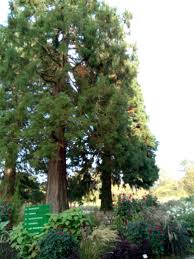 Botanischer Garten Hamburg Botanischer Garten Natur Bild Hamburg