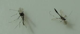 We did not find results for: Id These Tiny Bugs Hometalk