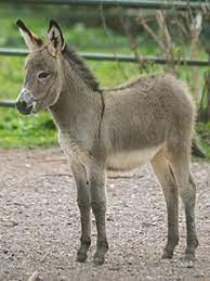 Check spelling or type a new query. Www Zootierliste De