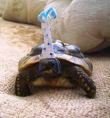 So This Tortoise Celebrated Its Birthday Today Funny Animals Turtle Tortoise
