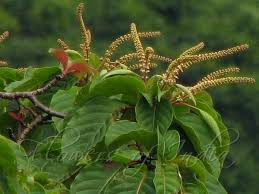 Image result for Hymenodictyon