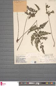 Image result for Acanthopale pubescens