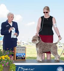 Good dog thoroughly vets every breeder to ensure they use responsible breeding practices for lagotto romagnolos. Lambscreek Lagotto Romagnolo Home