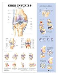Pdf Knee Injuries Anatomical Chart Best Online By