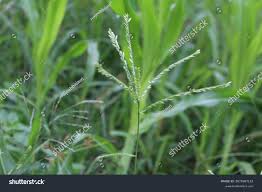 Image result for Leptochloa eleusine