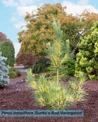 Image result for Hunteria densiflora