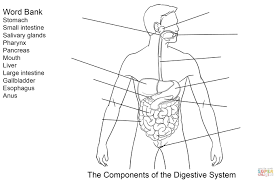 Digestive System Flow Chart With Word Bank Digestive System
