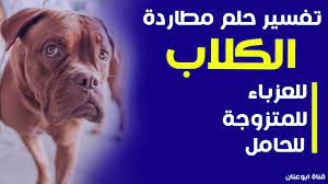Check spelling or type a new query. ØªÙØ³ÙŠØ± Ø­Ù„Ù… Ø§Ù„ÙƒÙ„Ø§Ø¨ ØªØ·Ø§Ø±Ø¯Ù†ÙŠ Ù„Ù„Ø¹Ø²Ø¨Ø§Ø¡ Ù„Ù„Ù…ØªØ²ÙˆØ¬Ø© Ù„Ù„Ø­Ø§Ù…Ù„ Ø§Ù„Ù‡Ø±ÙˆØ¨ Ù…Ù† Ø§Ù„ÙƒÙ„Ø§Ø¨ ÙÙŠ Ø§Ù„Ù…Ù†Ø§Ù… Ù…Ù†Ø§Ù… Ø§Ù„ÙƒÙ„Ø§Ø¨ ØªØ¬Ø±ÙŠ ÙˆØ±Ø§Ø¦ÙŠ Youtube