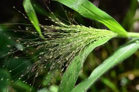 Image result for Panicum pilgeri