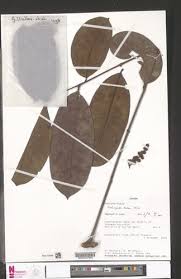 Image result for Trichoscypha lucens