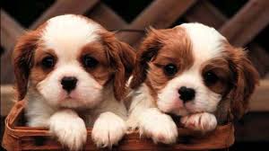 Verzameling van platte schattige dieren iconen geïsoleerd op een witte achtergrond. Achtergronden 1920x1080 Px Dier Schattig Hond Puppies 1920x1080 Wallhaven 1651425 Leuke Achtergronden Wallhere