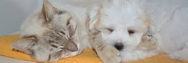 After we lost our beloved ebby cat and we needed to get her cremated,i walked in to highland village pet hospital for the first time and crying and immediately was comforted by their front office staff. Norton Animal Hospital Pet Hospital In Norton