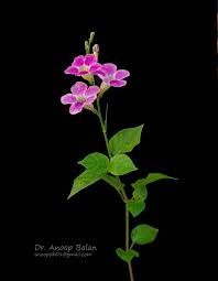 Image result for Asystasia