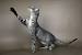 Tabby Orange Oriental Shorthair