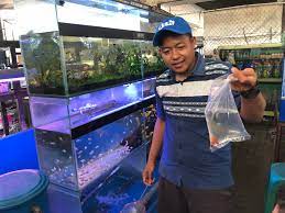 Menerima pesanan pembuatan aquarium dan menyediakan ikan hias. Jual Ikan Hias Bintaro Pasar Modern Bintaro Sektor 7 Bisnis Fun Com