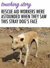Rescue Aid Workers Were Astounded When They Saw This Stray Dog S Face I Heart Pets Dog Face Dogs Animal Stories