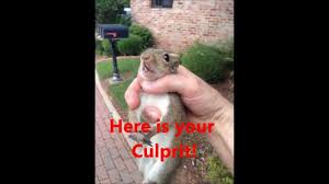 Even though they can't be seen, squirrels in walls are far from untraceable. Do Squirrels Cause Damage In The Attic Youtube