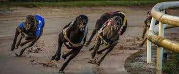Run To Death: The Rise & Fall Of Greyhound Racing