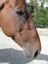 Goodbye Flies Nine Strategies To Keep Your Horse From Getting Bugged Horses For Clean Water